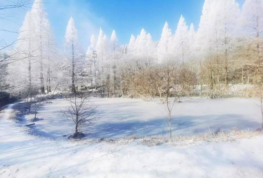 泡沫森林